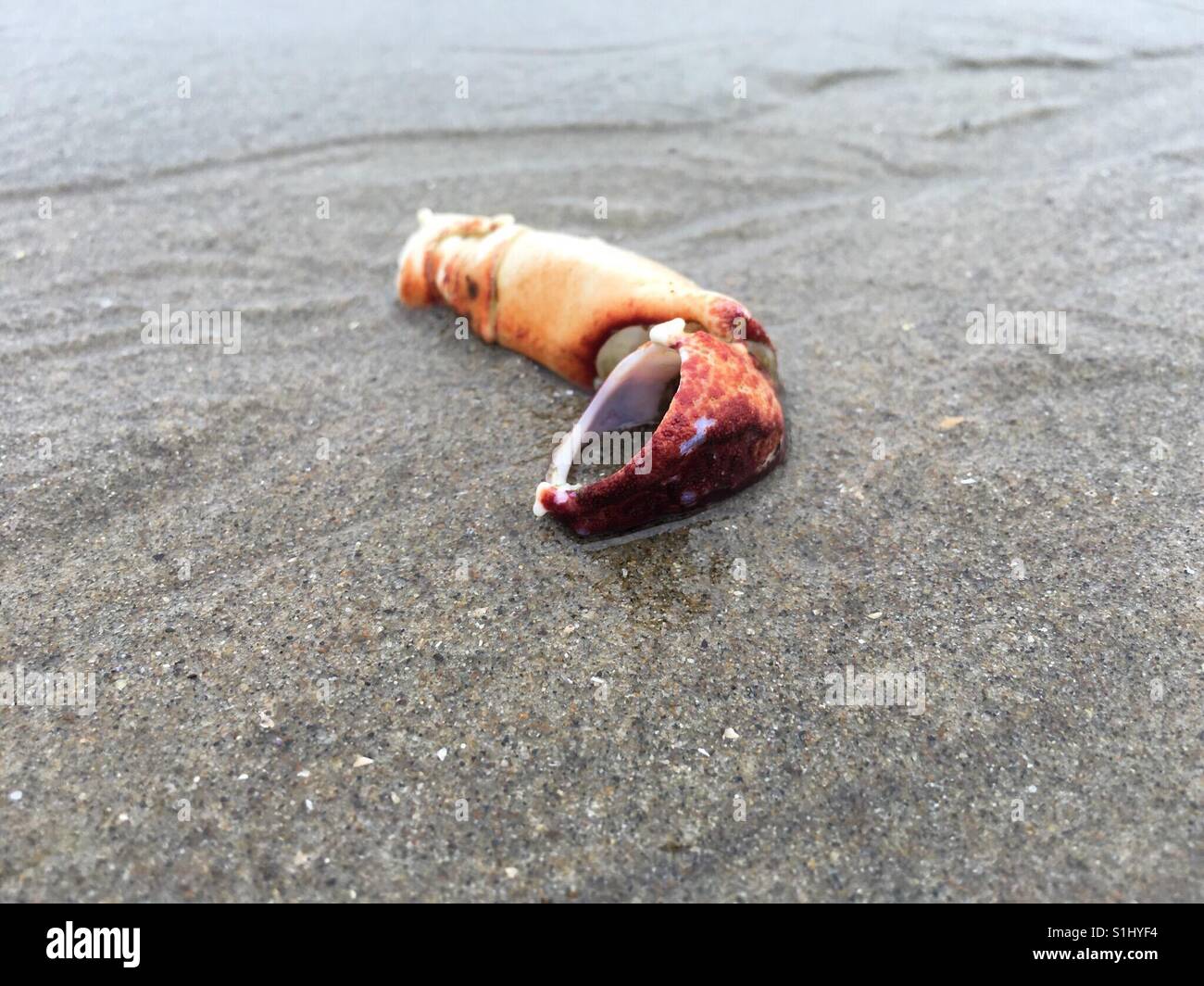 crab claw washed up on a beach Stock Photo Alamy