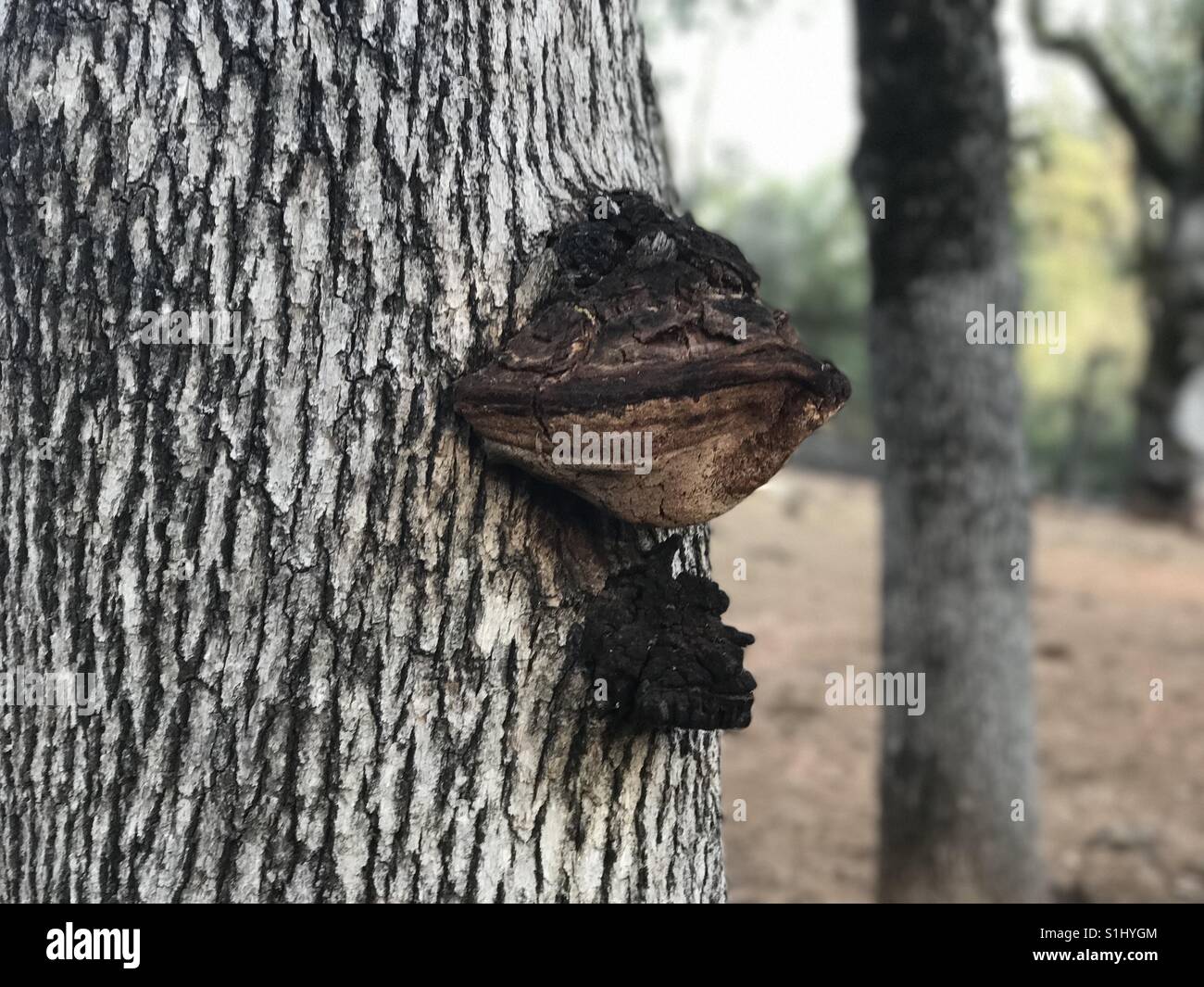 Weird growth on a tree Stock Photo