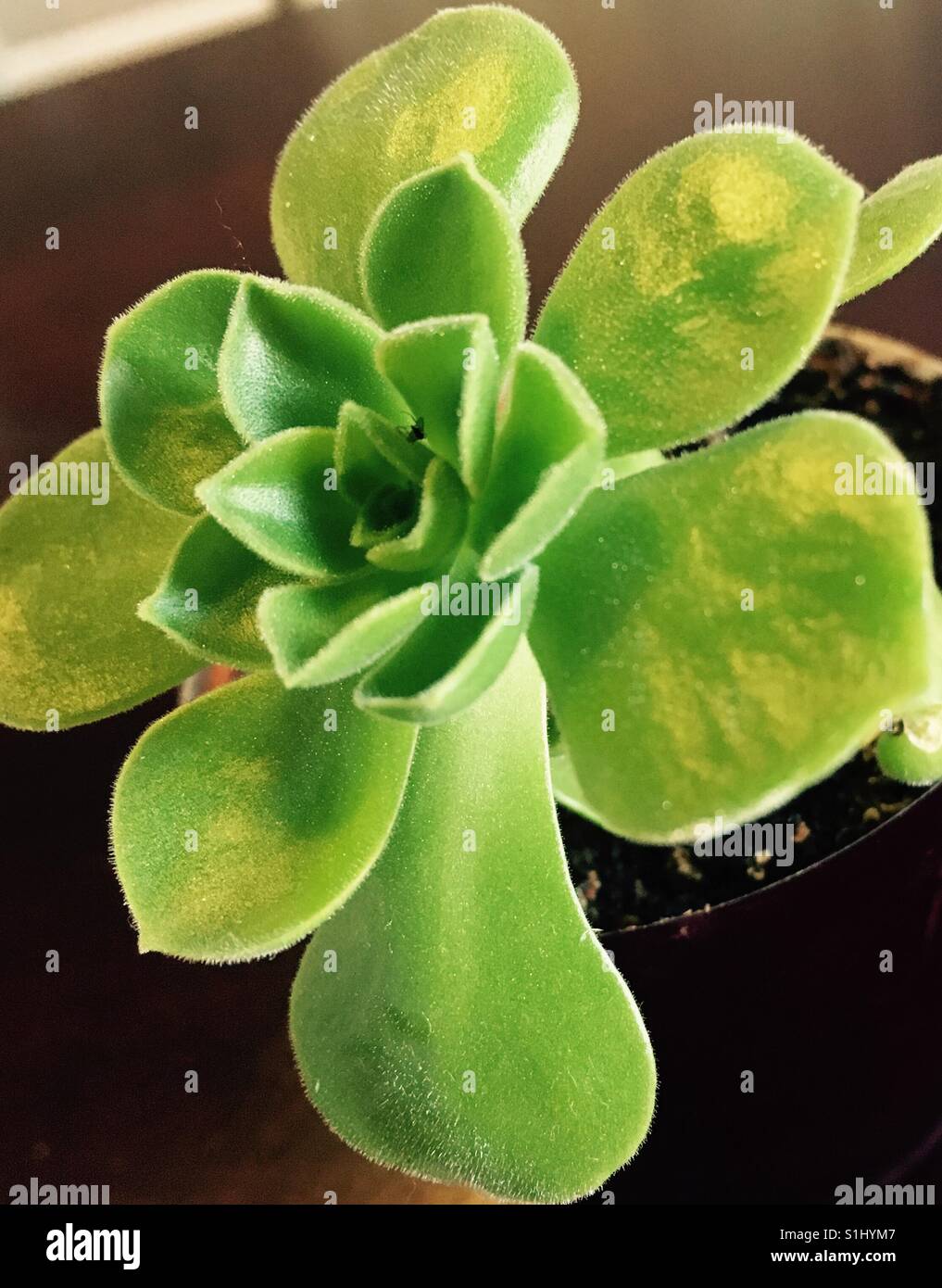 Succulent up close Stock Photo