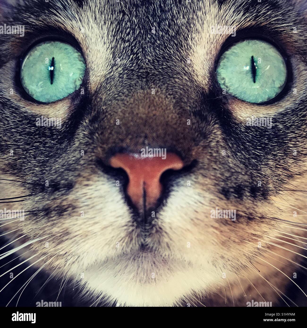 Cat face closeup Stock Photo