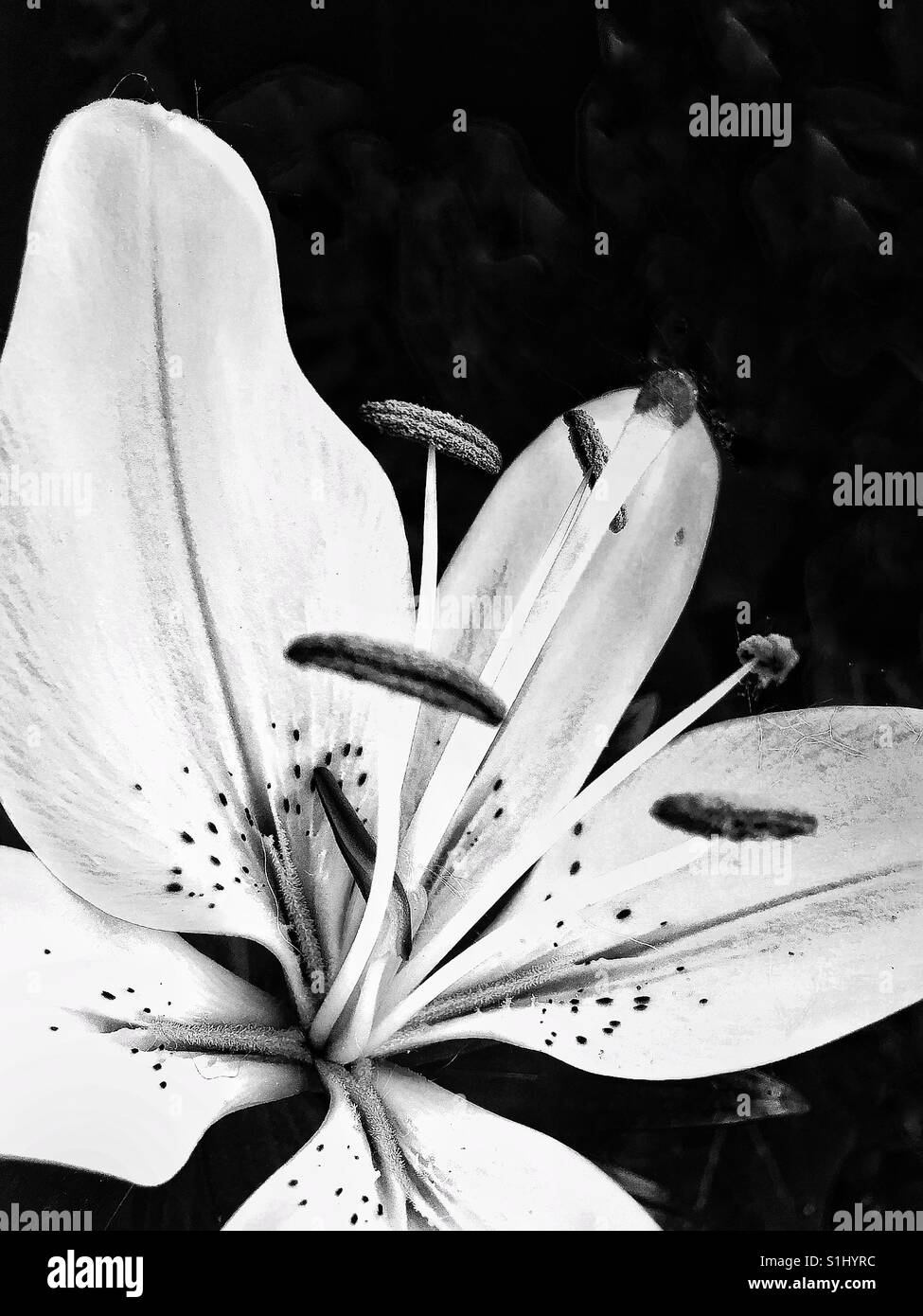 Crystal tiger hires stock photography and images Alamy