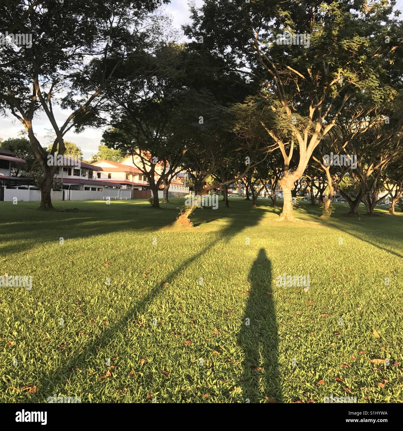 Nature, shadow, fresh, open air,windy, greenary, nature, lawn, grass, light, giant, silhouette, power, impact, open sapce Stock Photo