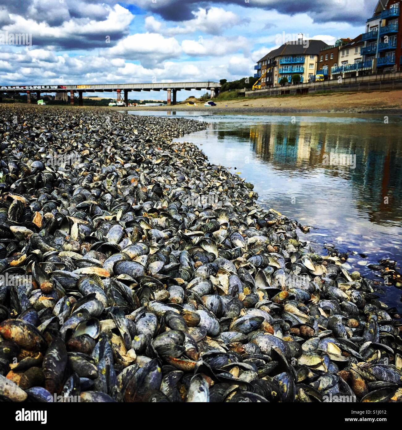 Mussels galore. Stock Photo