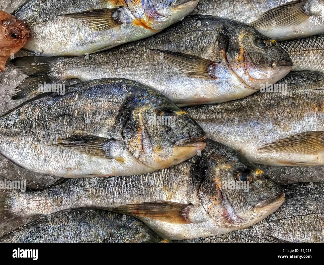 Recently caught Sea Bream for sale in a market. Fresh Fish! Try adding chips?! Photo Credit - © COLIN HOSKINS. - Smartphone Captured Stock Image