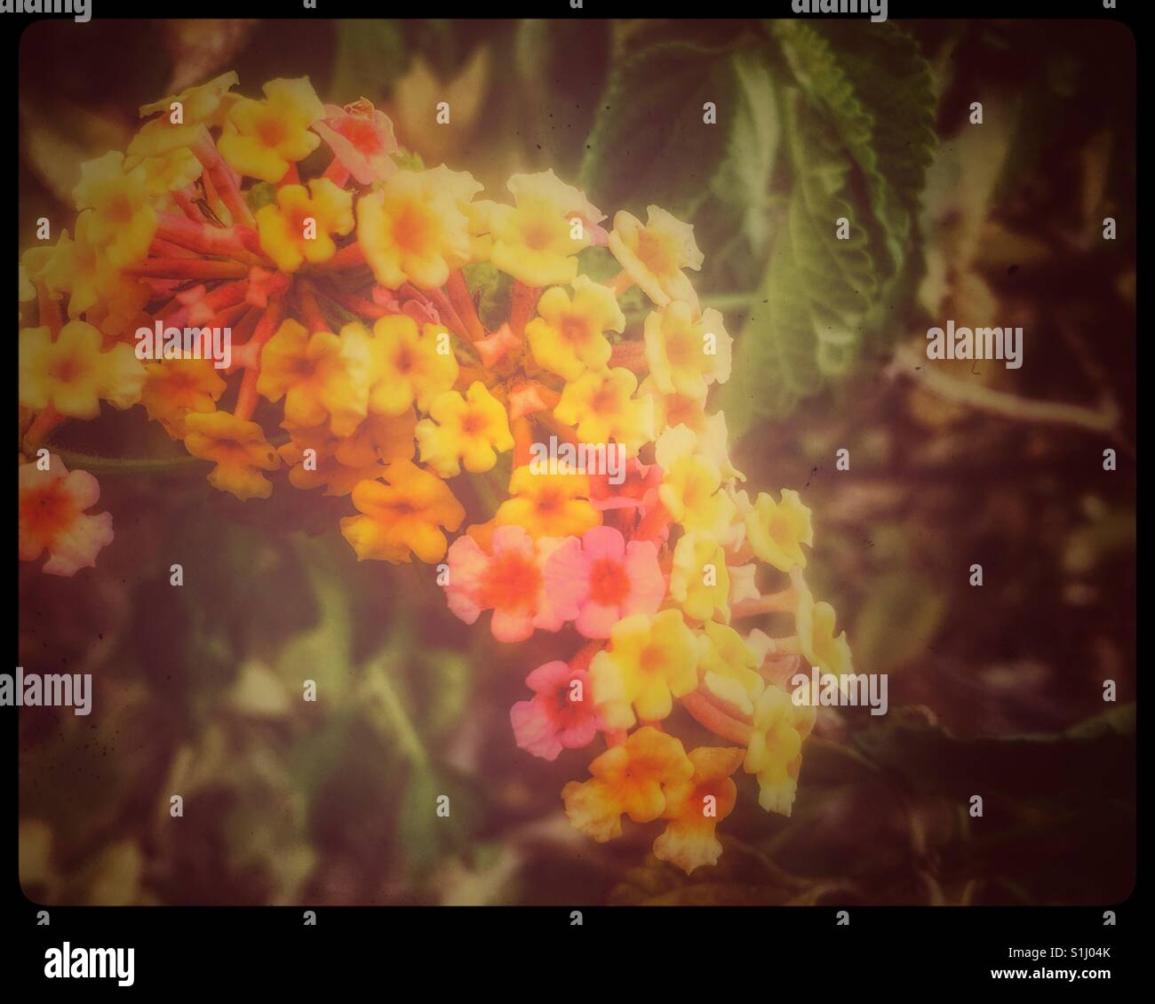 Pink cluster flowers hi-res stock photography and images - Alamy