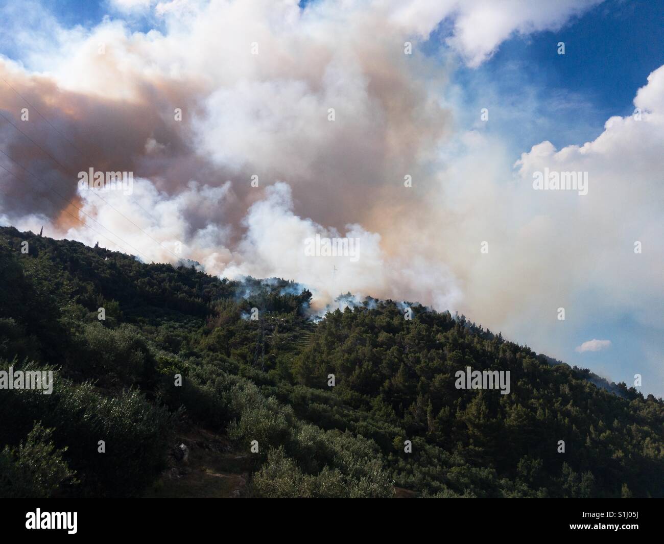 Fire in pine tree forest Stock Photo