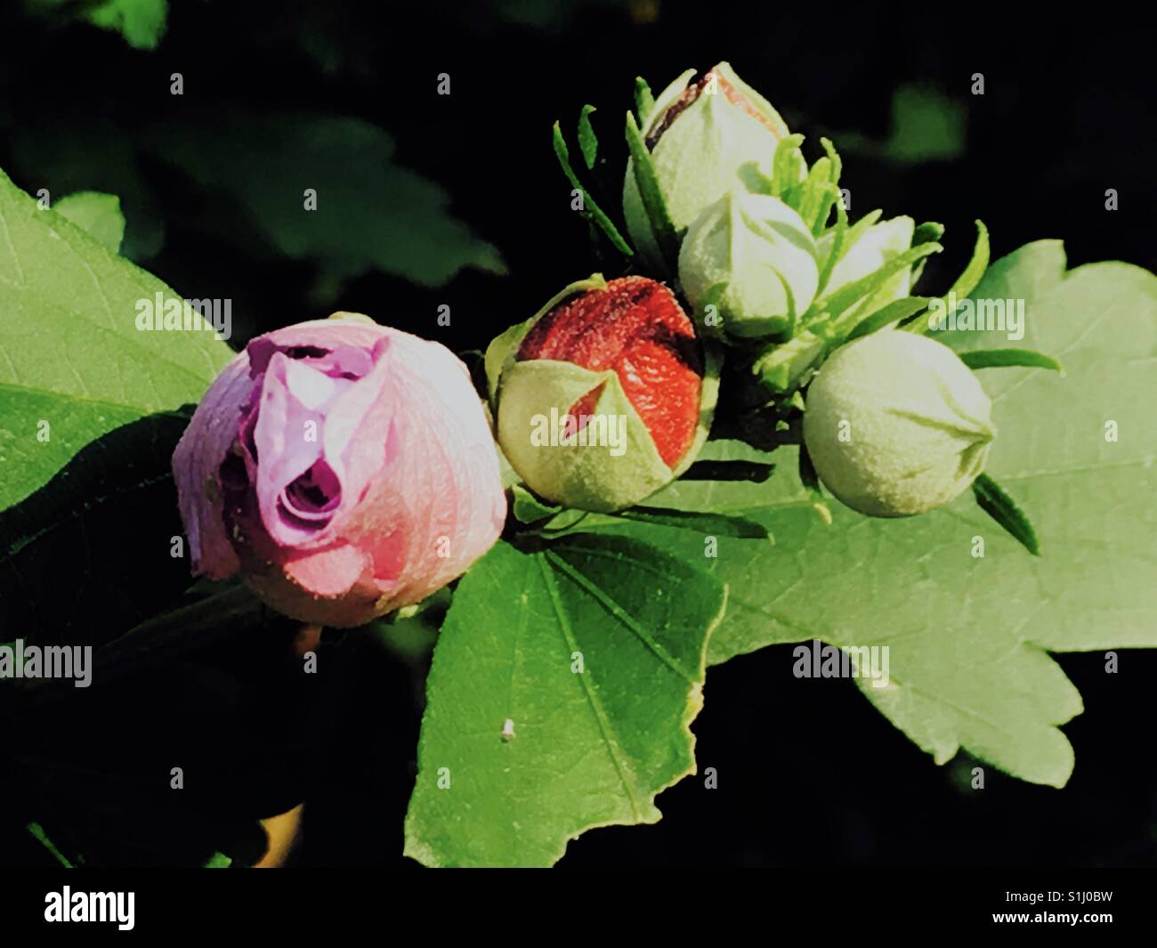 Flowers getting ready to bloom Stock Photo Alamy