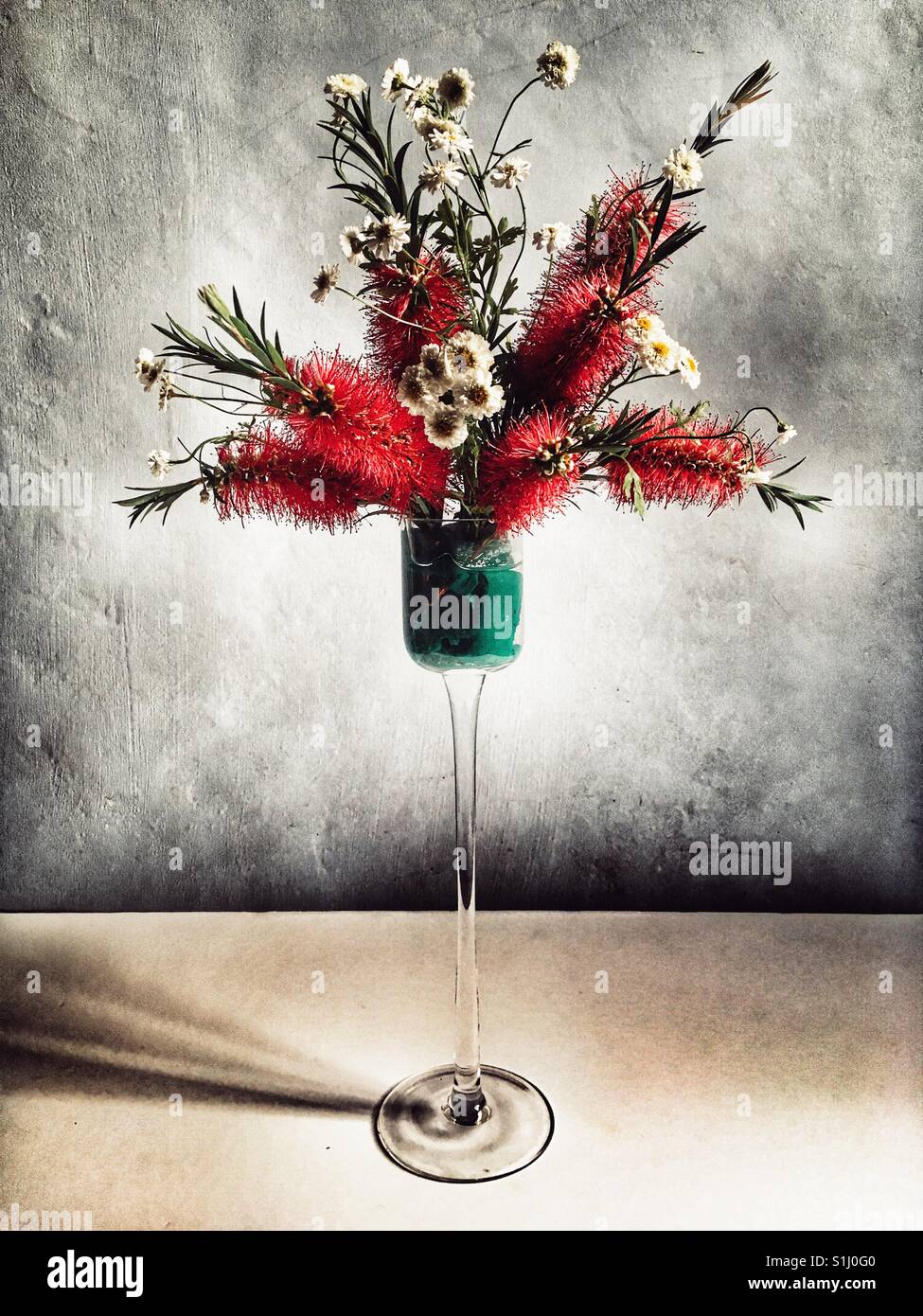 Bottle brush flowers and fever few - Smartphone Captured Stock Image