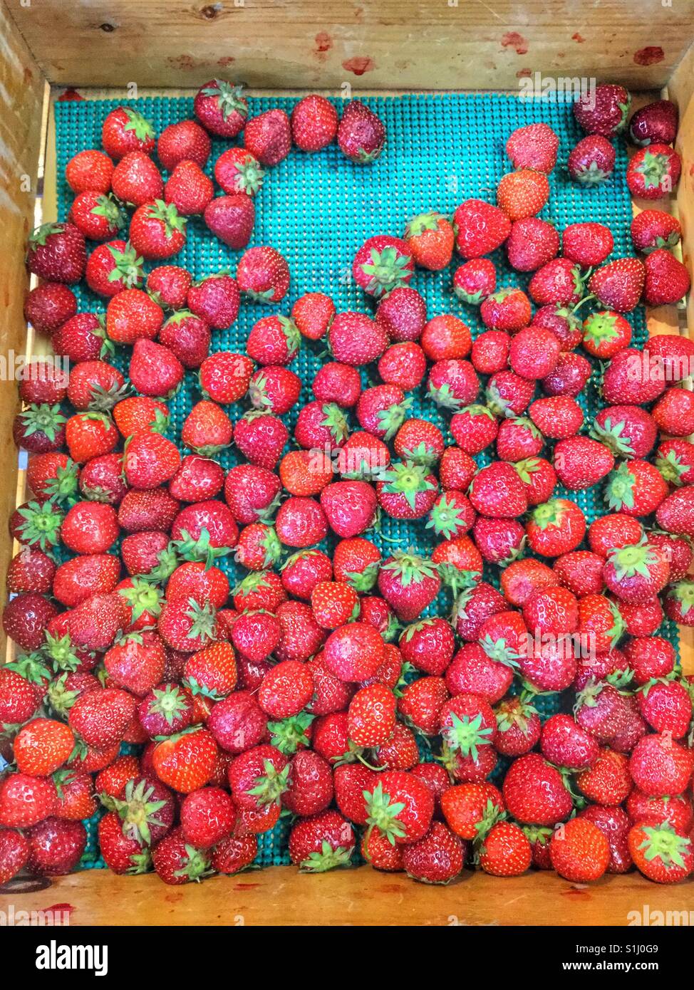 Fresh locally grown strawberries Stock Photo Alamy