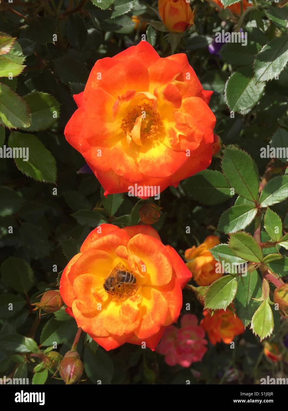 Rosa 'Sonnenschirm'.  Rose 'Parasol'. Red orange rose with bee.  Rot orange Rosa mit Biene. Stock Photo