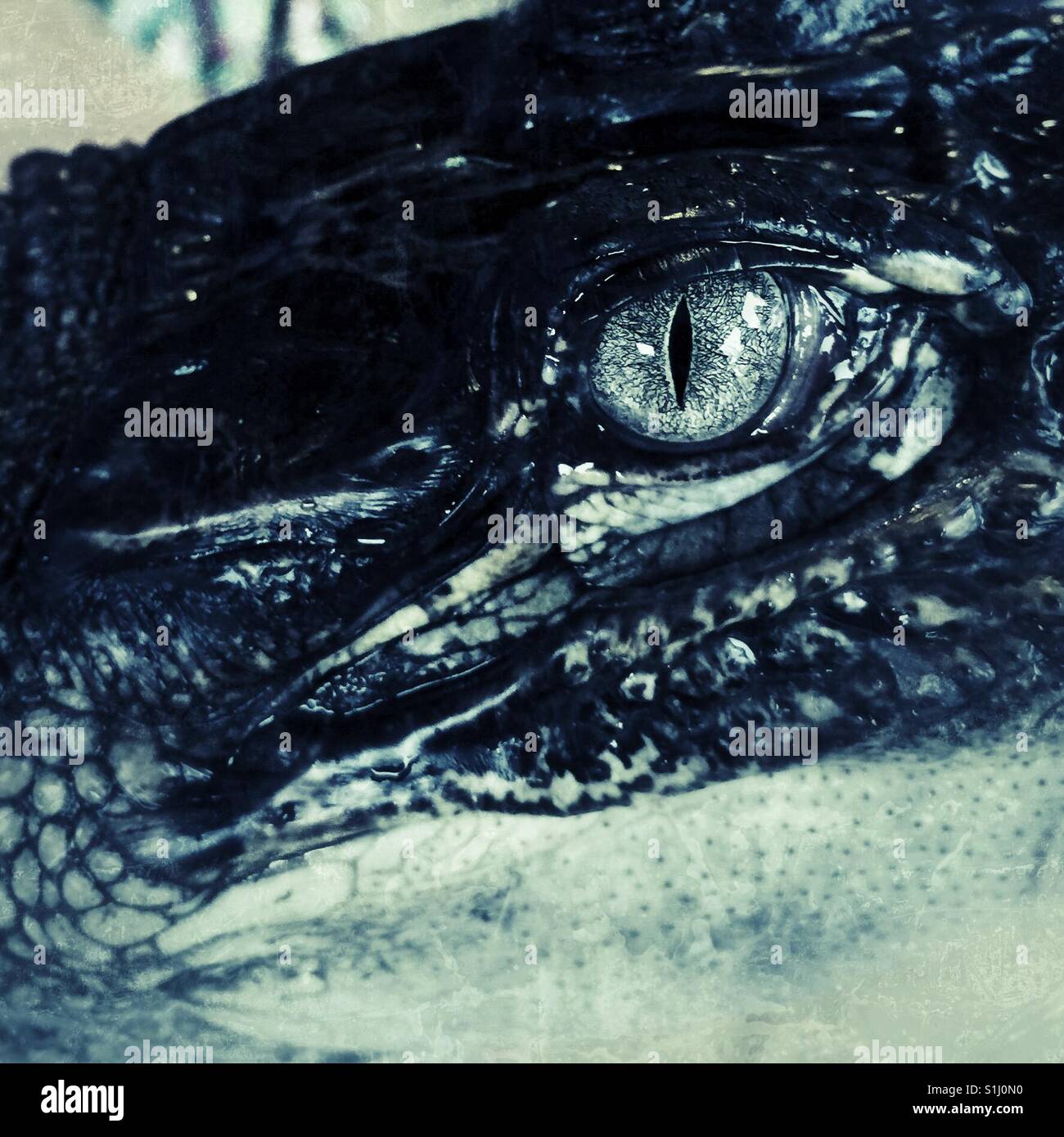 Close up view of alligators eye Stock Photo