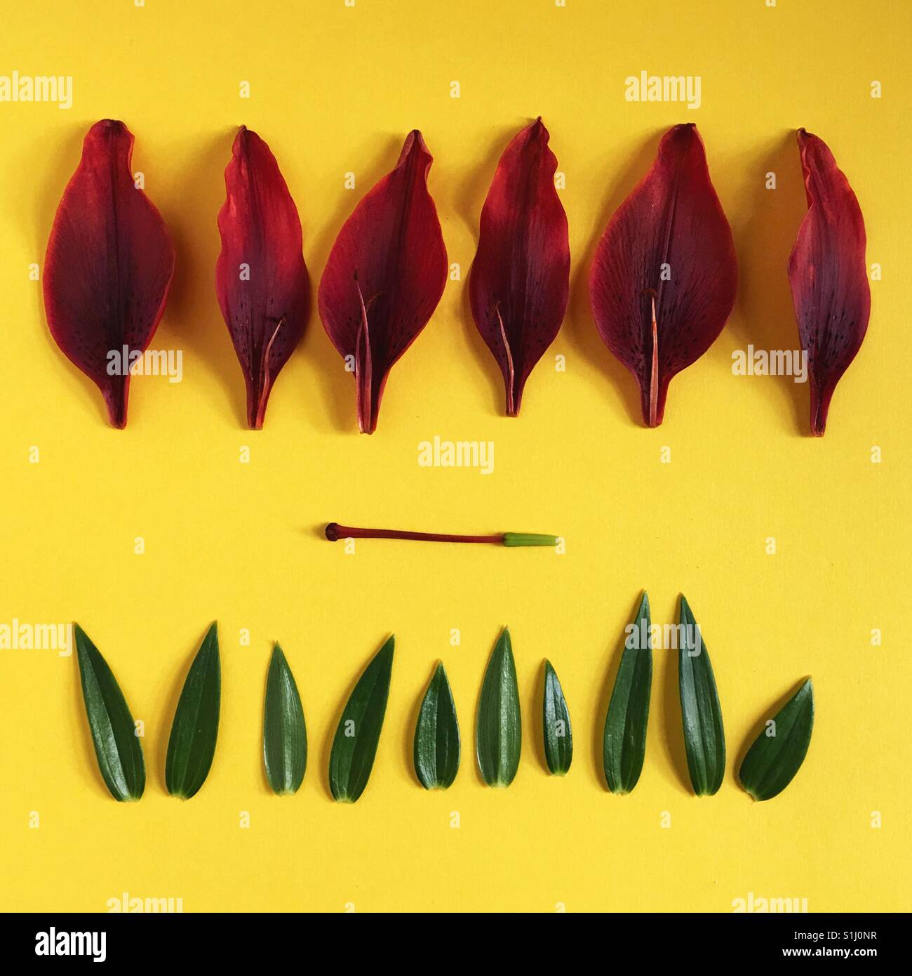 Flower Parts Stock Photos & Flower Parts Stock Images - Alamy