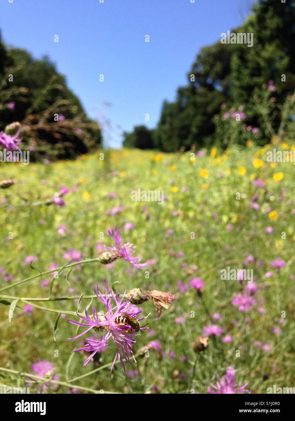 Wildflowers in lavender field hi-res stock photography and images - Alamy