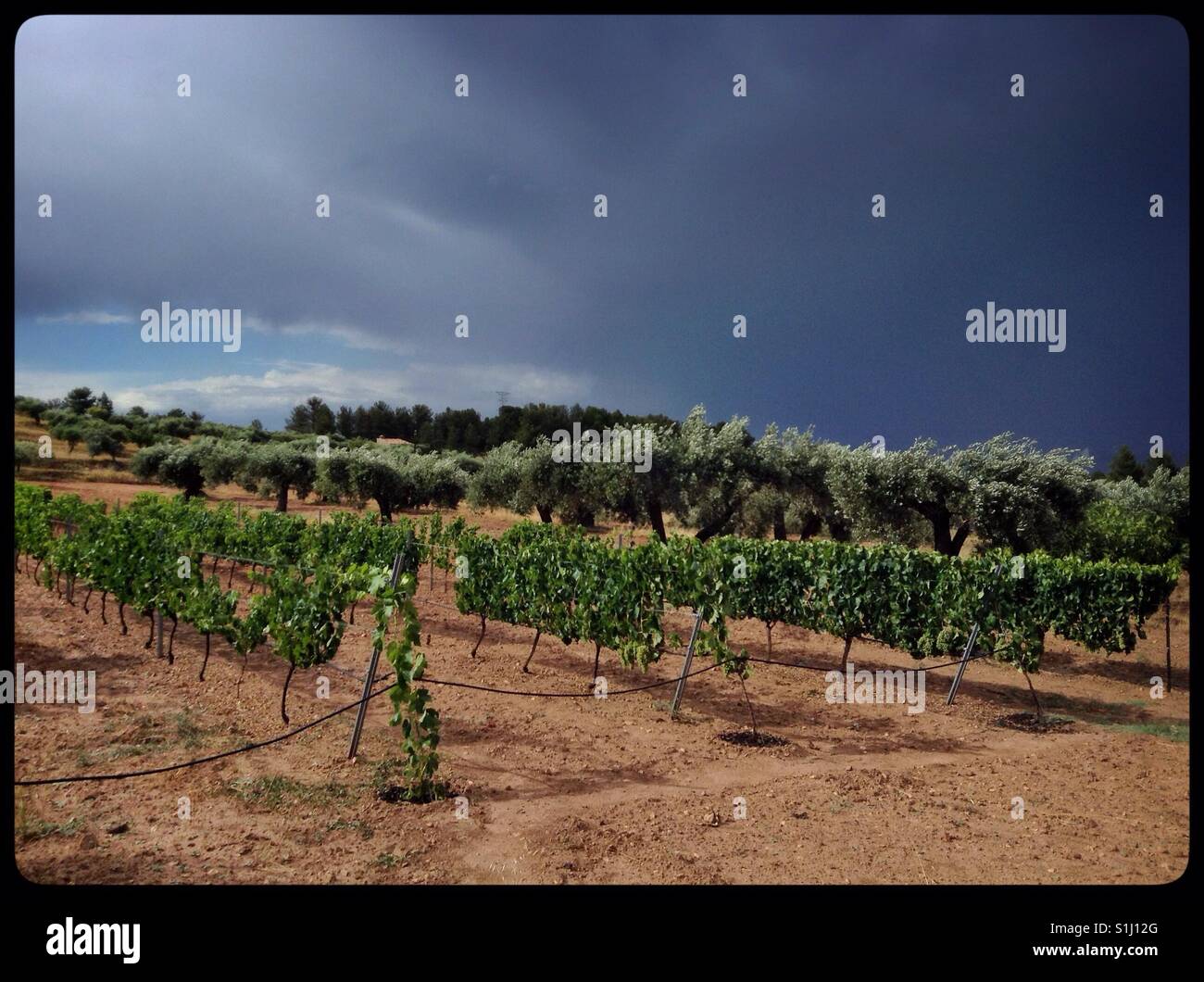Dramatic stormy sky over vines and olive trees, Catalonia, Spain. - Smartphone Captured Stock Image