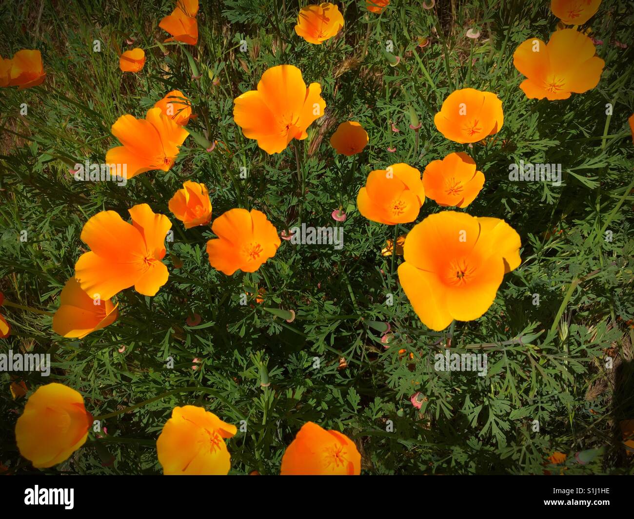 Poppy patch hi-res stock photography and images - Alamy