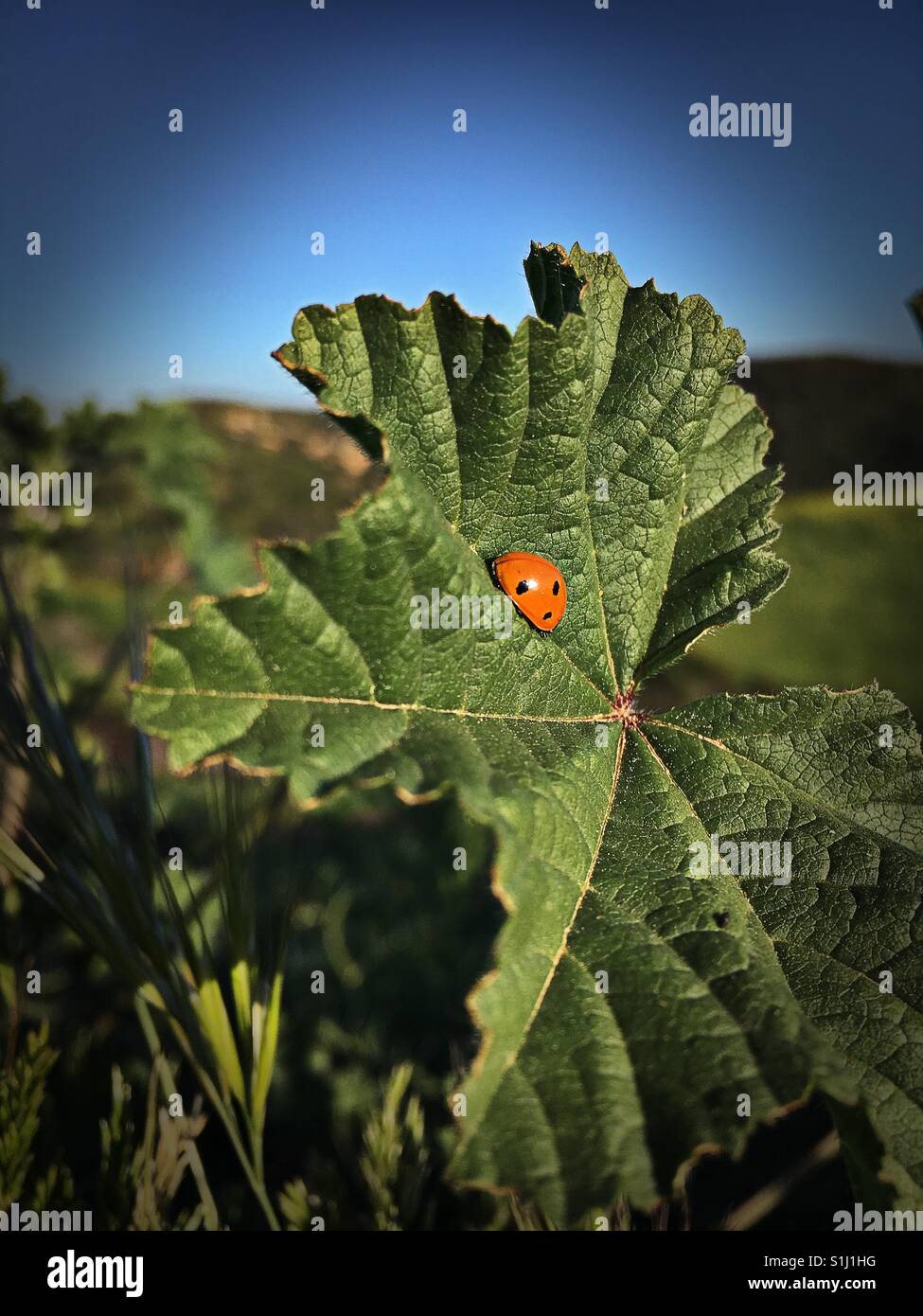 A lady bug on a leaf - Smartphone Captured Stock Image