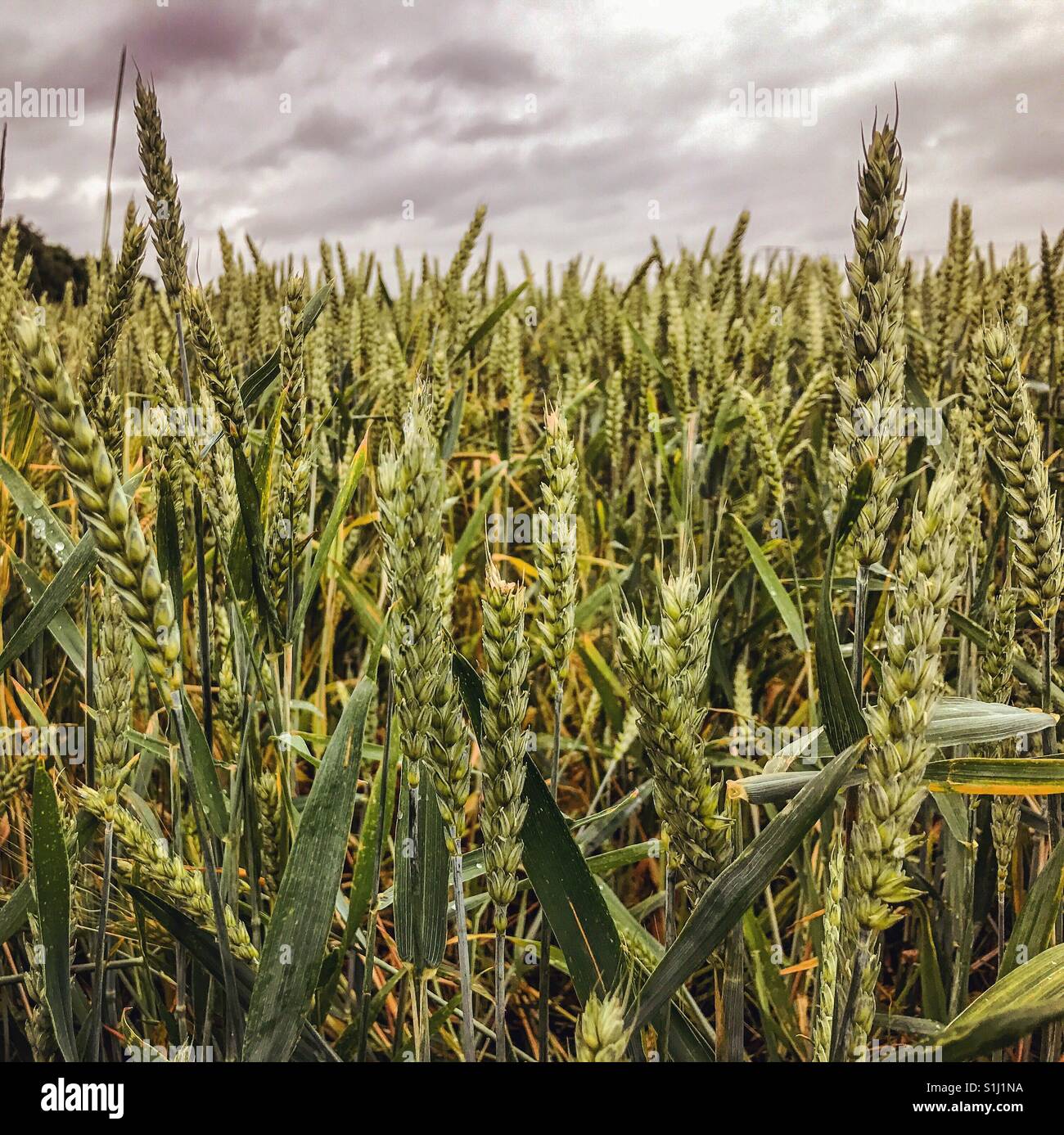 Wheat growing in a field - Smartphone Captured Stock Image