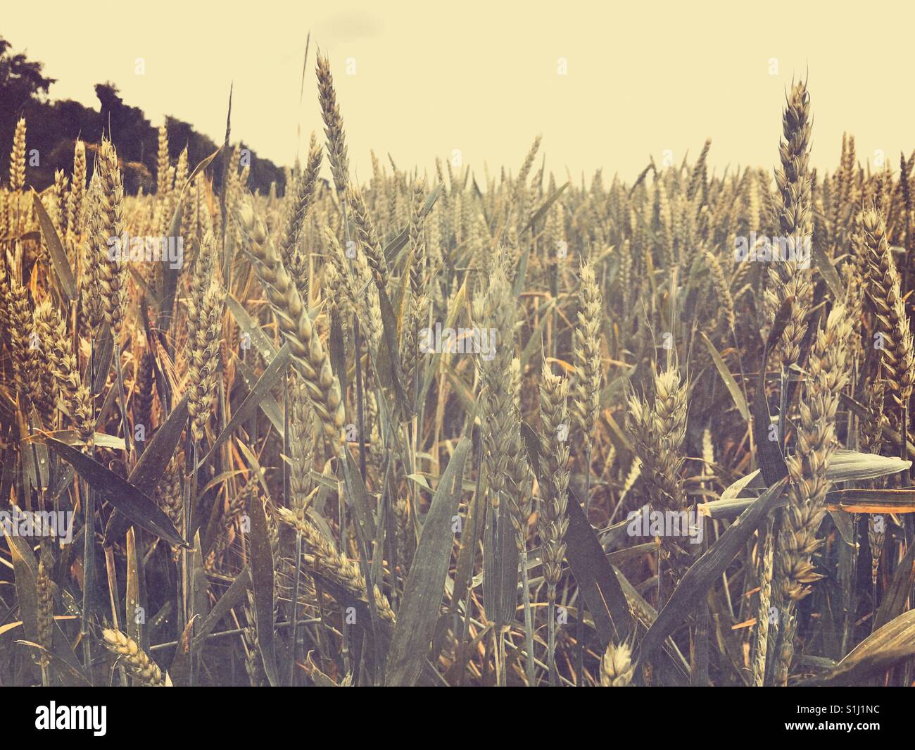 Wheat field - Digitally enhanced - Smartphone Captured Stock Image