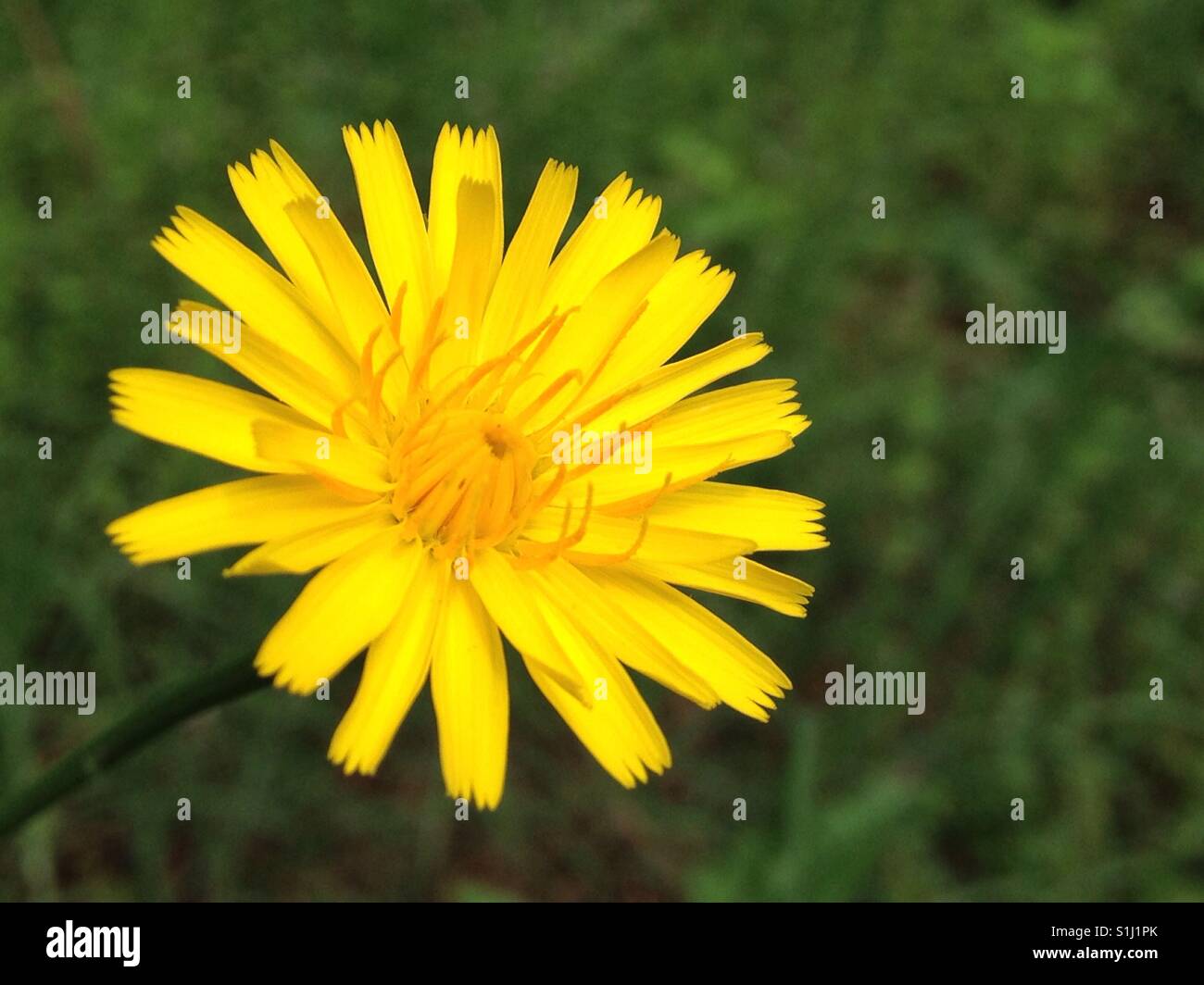 Dandelion closeup - Smartphone Captured Stock Image