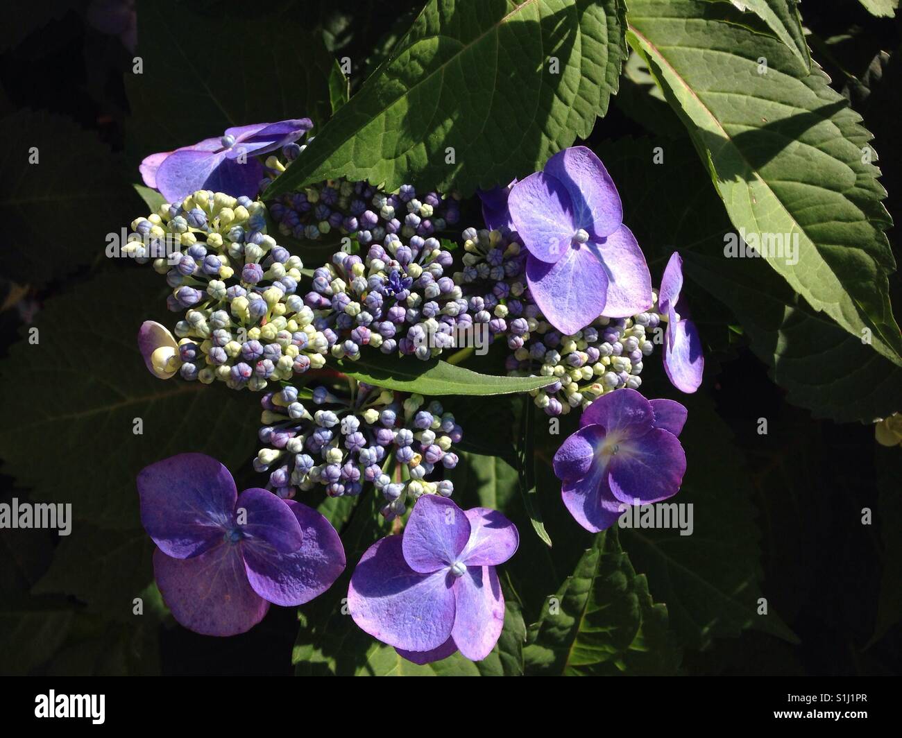 Hydrangea blooming in bright sun - Smartphone Captured Stock Image