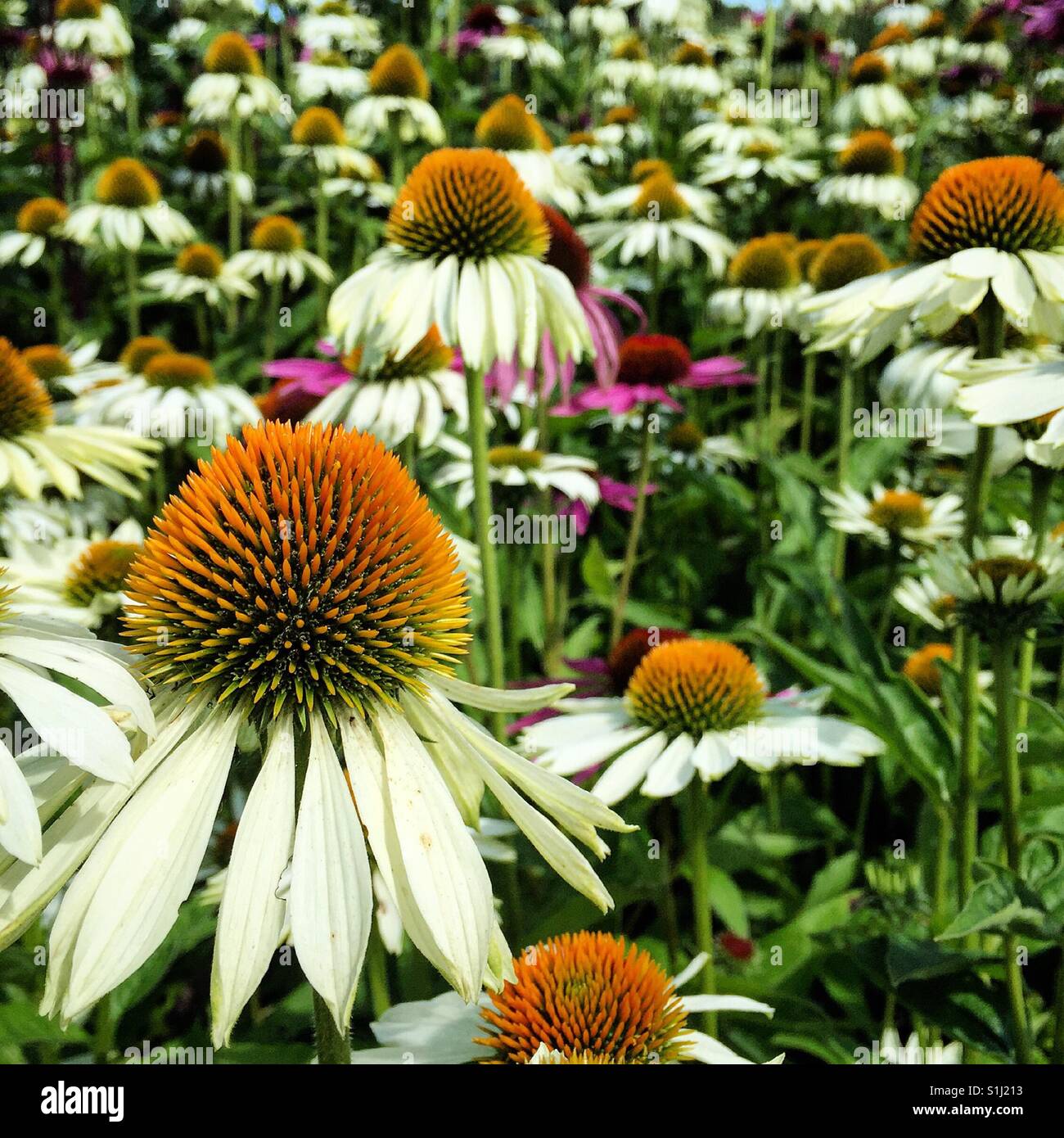 Coneflowers in a late summer garden Stock Photo