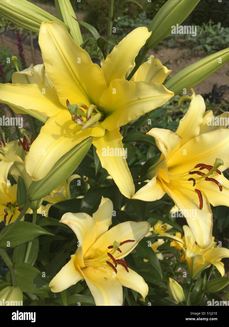 Lilium longiflorum, Lily Blooming Outsides Stock Photo