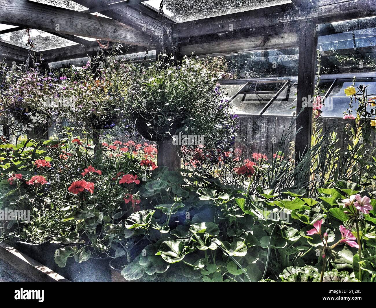 Commercial greenhouses hi-res stock photography and images - Alamy