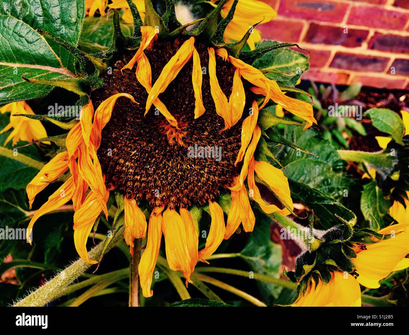 Dry sunflower flower against brick wall - Smartphone Captured Stock Image