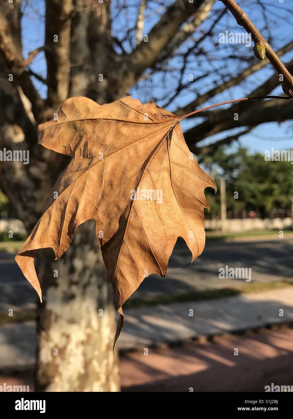 A branch with a brown dry maple leaf on a sunny day - Smartphone Captured Stock Image