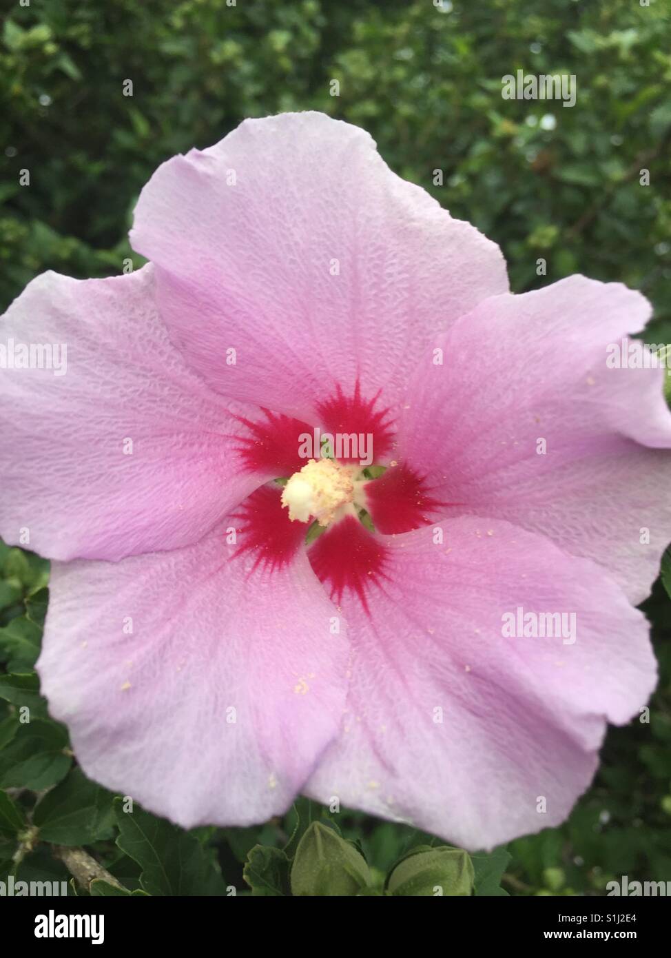 Rose of Sharon Blooming outsides Stock Photo Alamy