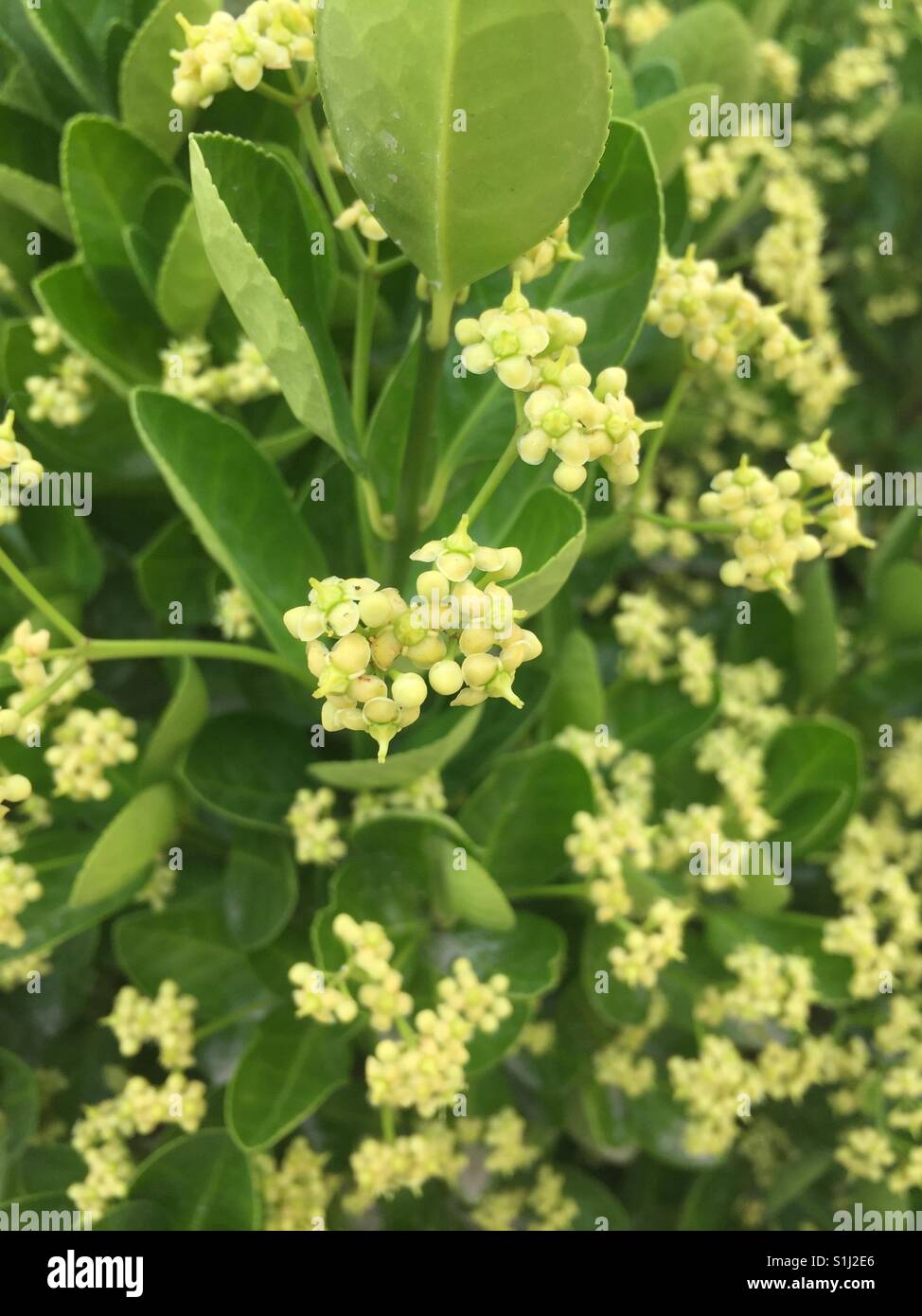 Euonymus japonicus, Spindle Tree Flower Blooming Outsides Stock Photo