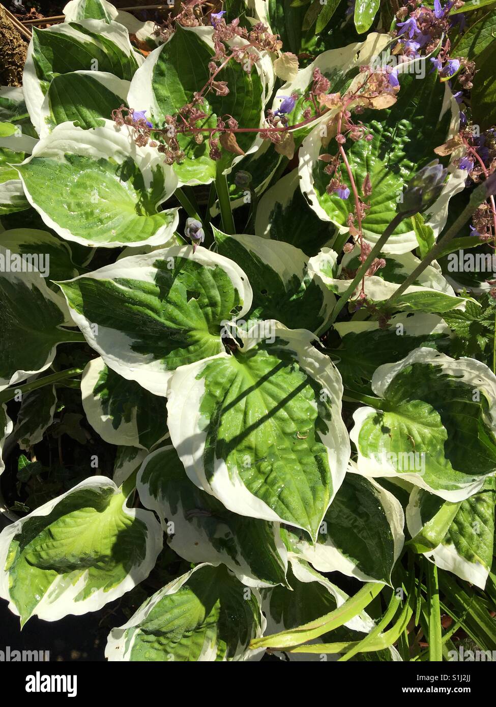 Hosts leaves common garden plant. - Smartphone Captured Stock Image