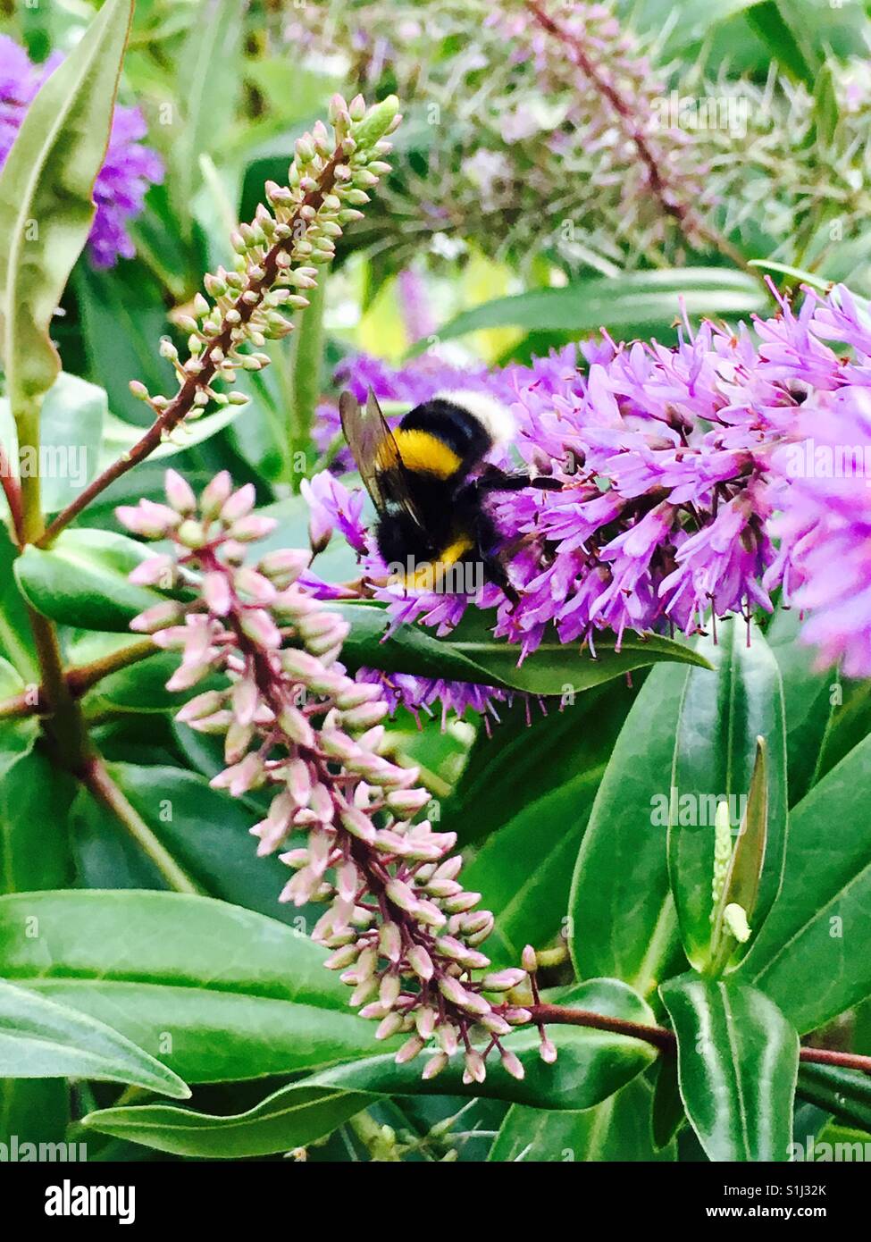 Bumblebee on purple flower Stock Photo