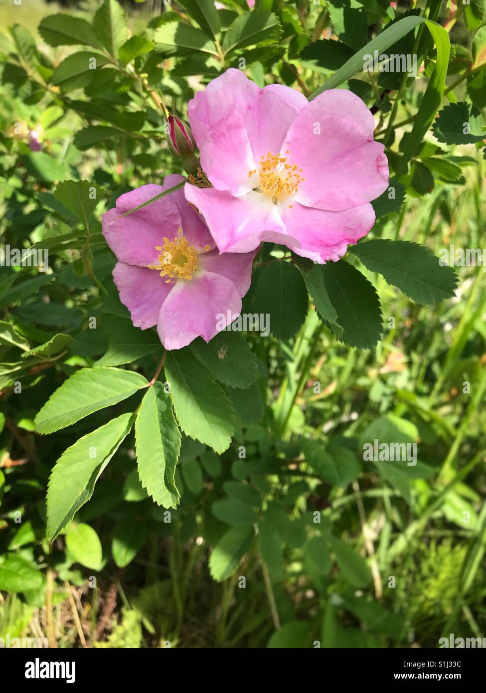 Alberta wild rose hi-res stock photography and images - Alamy