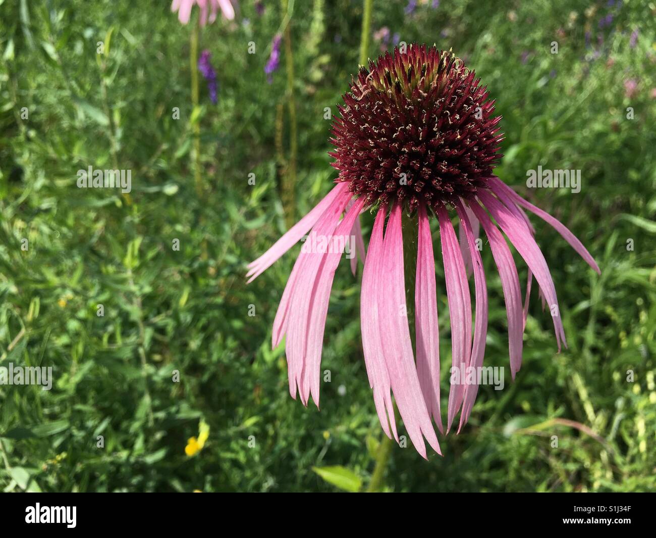 Echinacea flower against green grass background - Smartphone Captured Stock Image