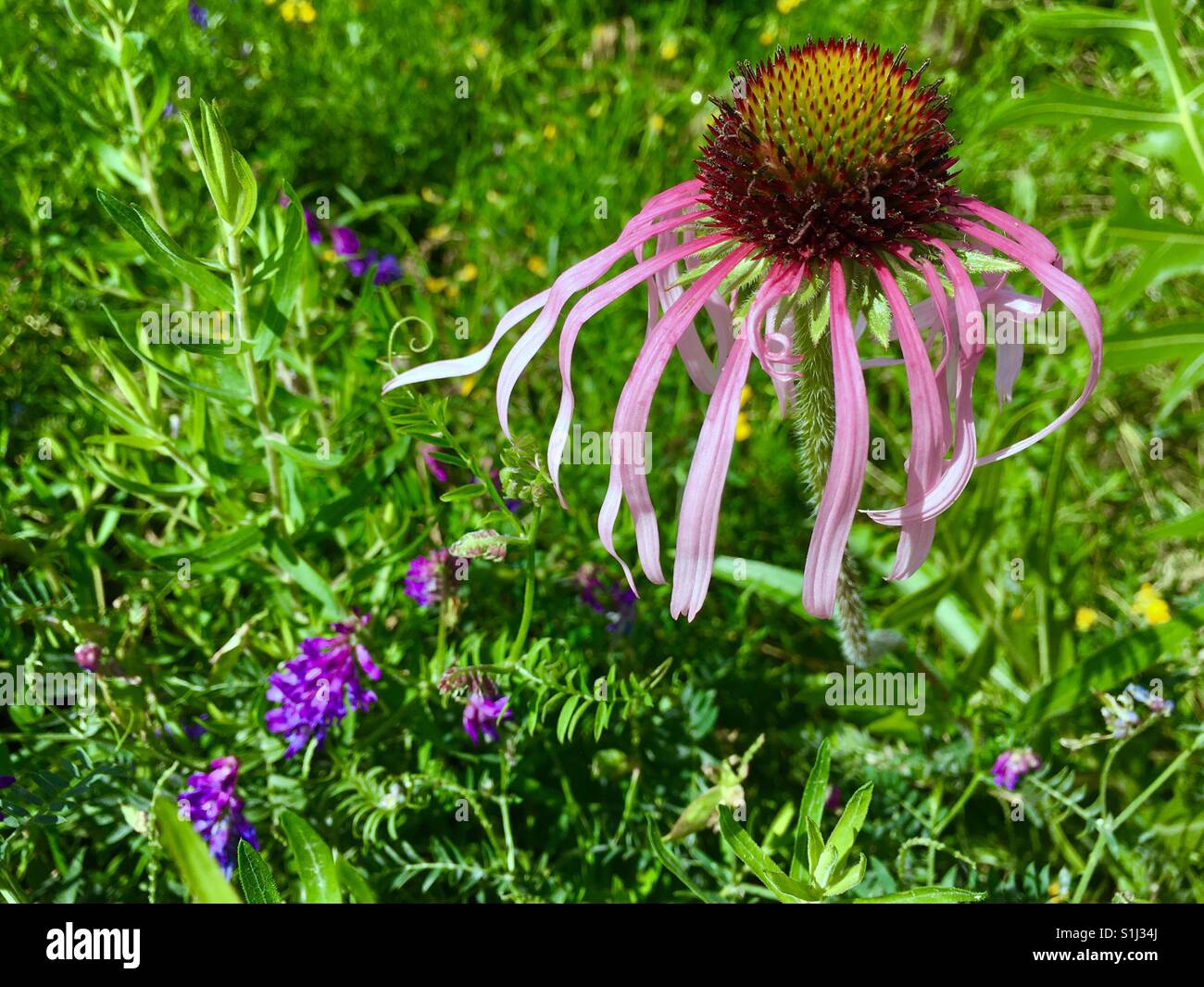 Echinacea flower in green field - Smartphone Captured Stock Image