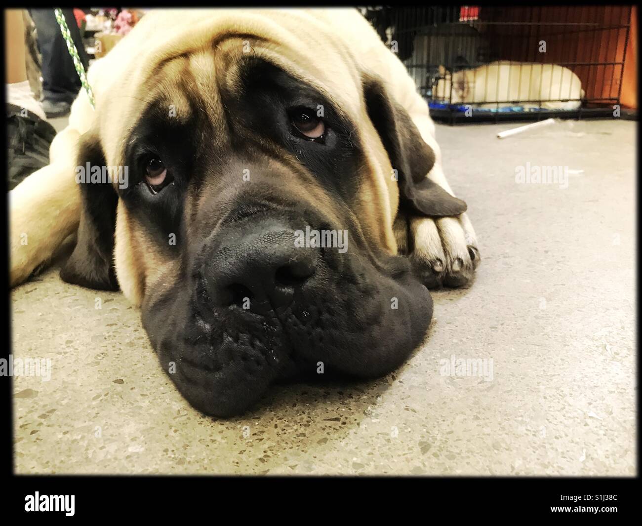 Why the sad face? - Smartphone Captured Stock Image