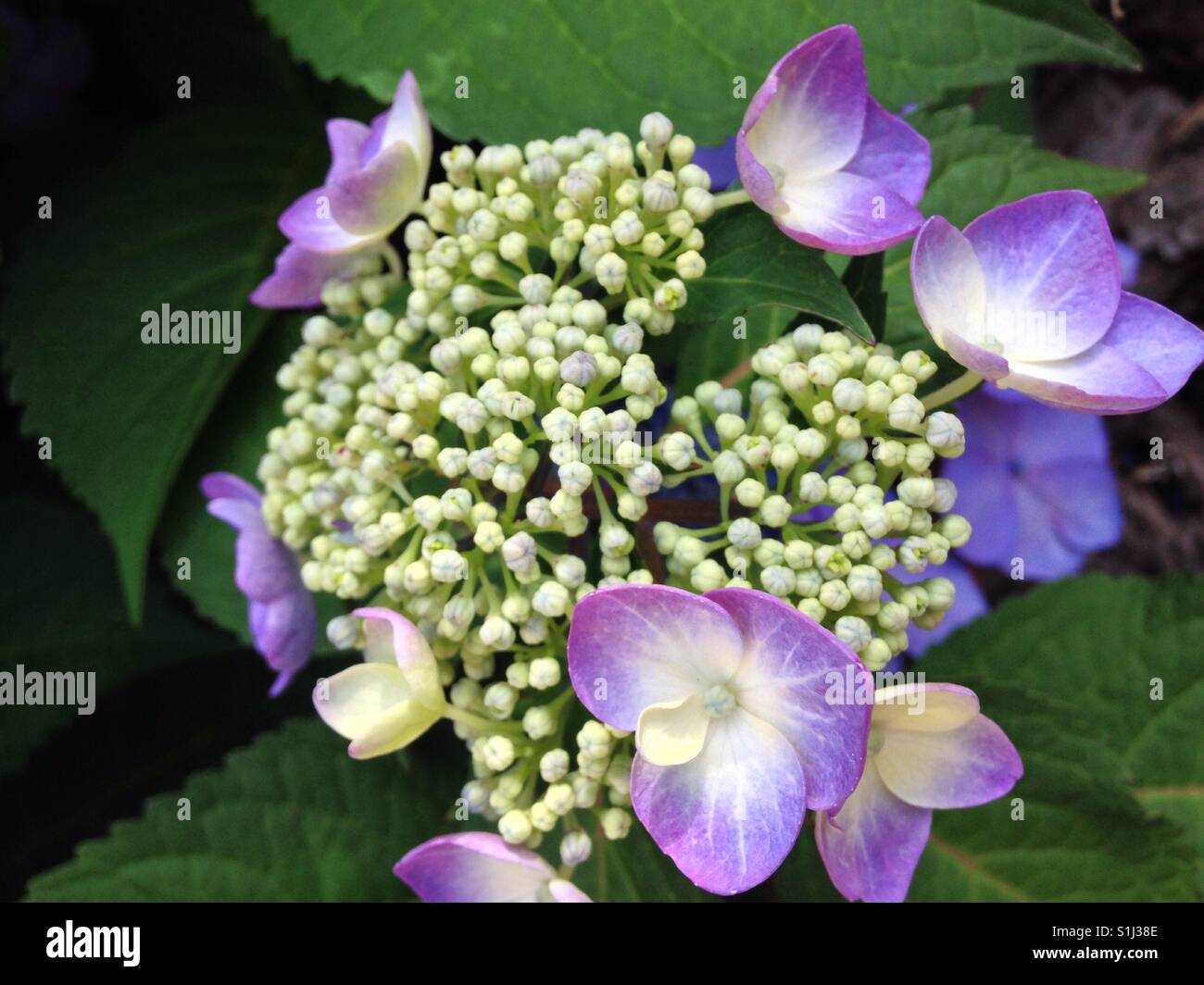 Lavender, yellow, and periwinkle hydrangea blossoms - Smartphone Captured Stock Image