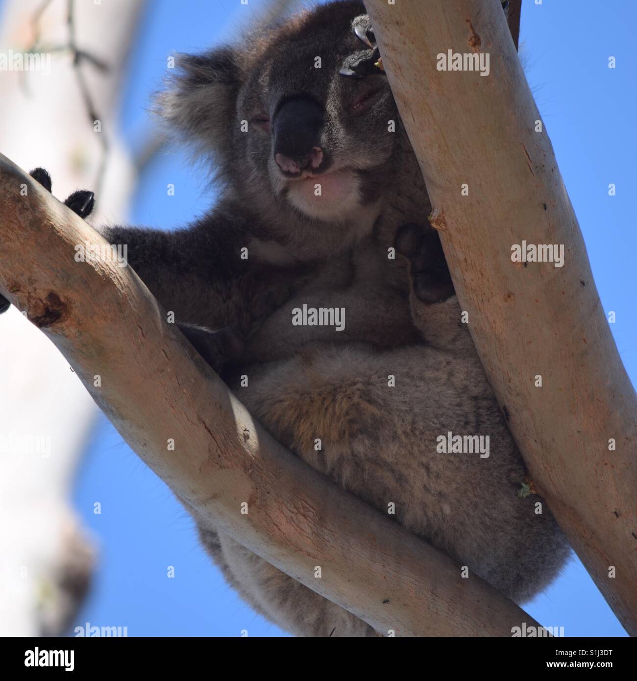 Koala bear Stock Photo Alamy