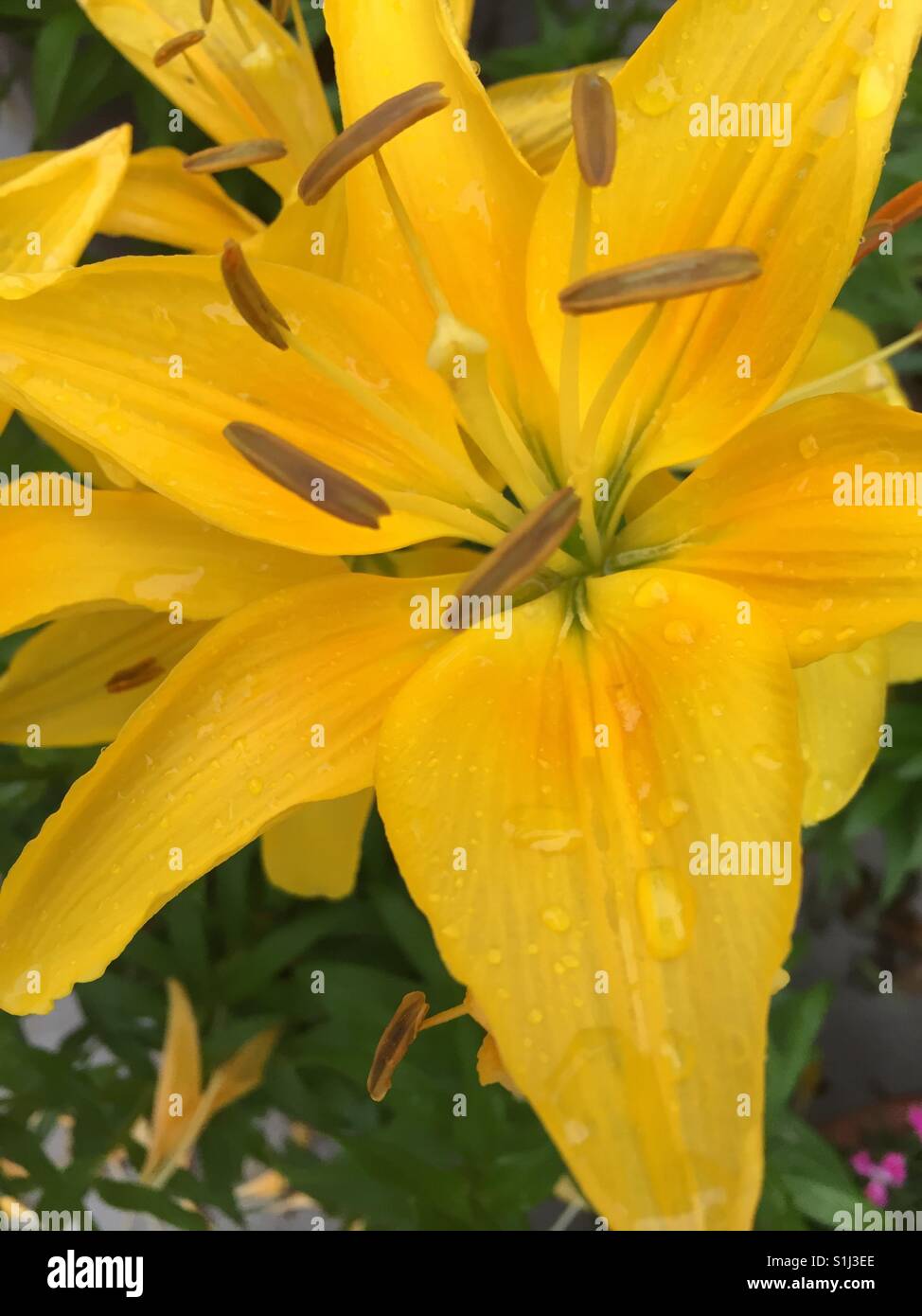 Lilium longiflorum, Lily Blooming Outsides Stock Photo Alamy