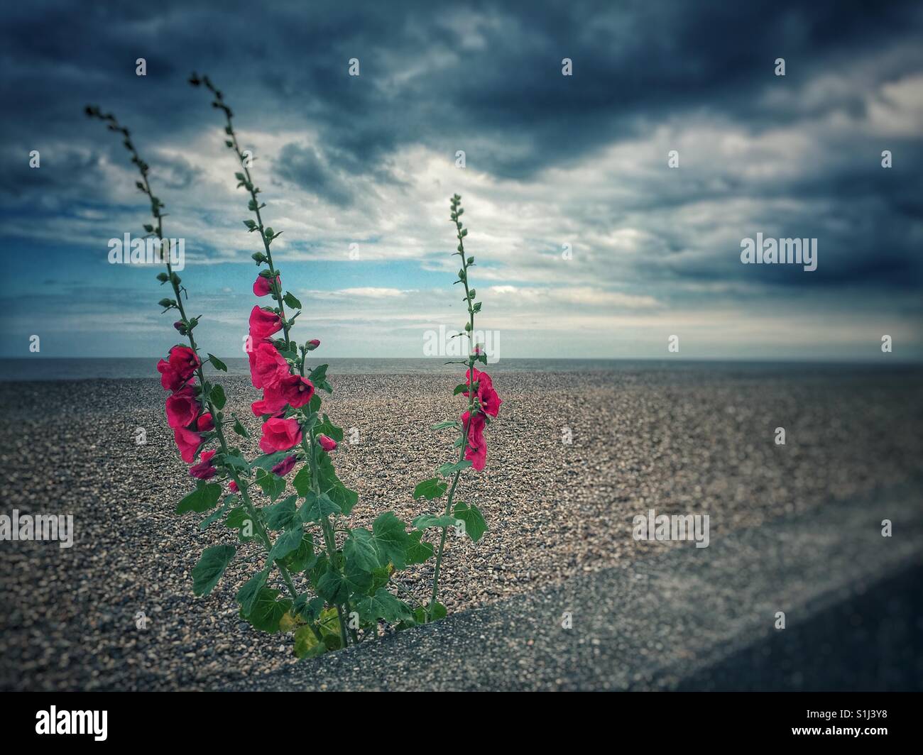 Hollyhocks on the beach - Smartphone Captured Stock Image