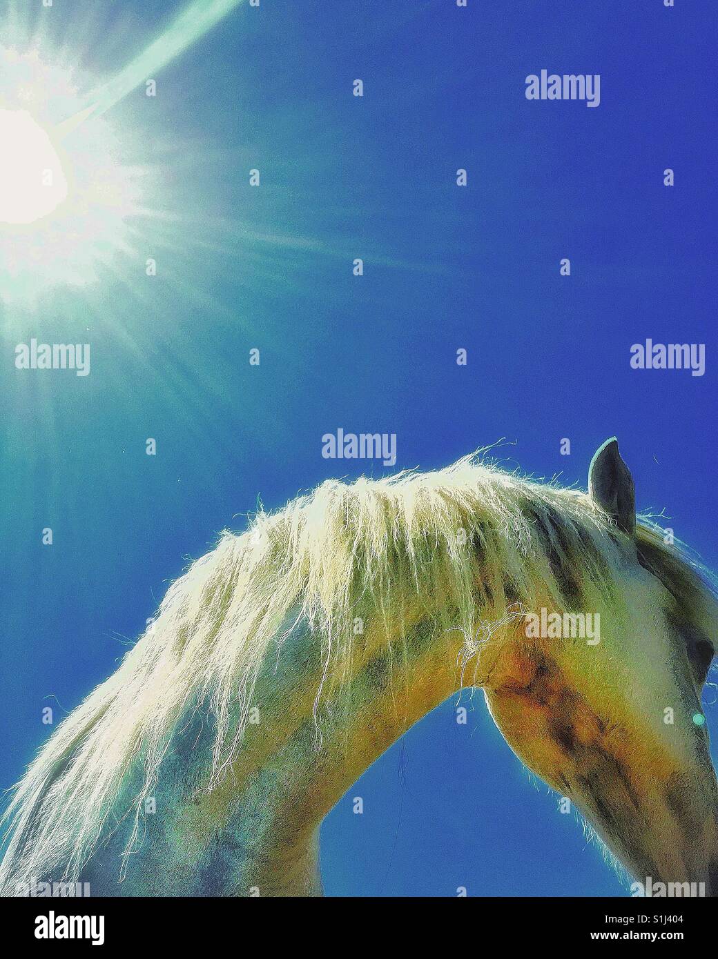 The White Horse. - Smartphone Captured Stock Image