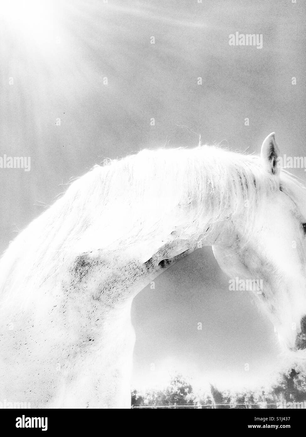 The White Horse Stock Photo Alamy