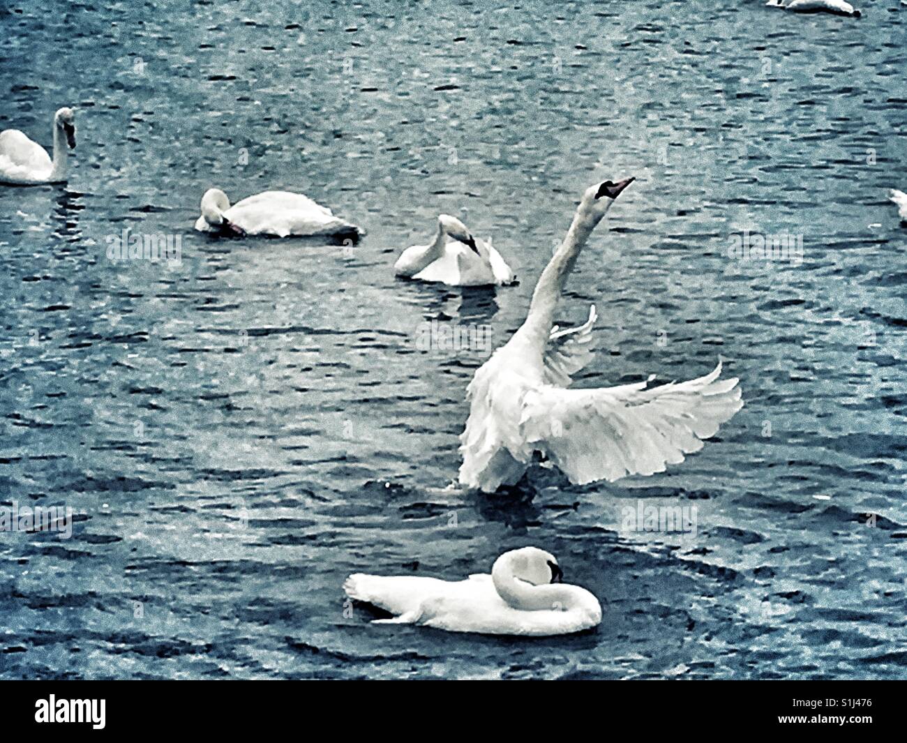 Swans at Abbotsbury Swannery, Dorset, England - Smartphone Captured Stock Image