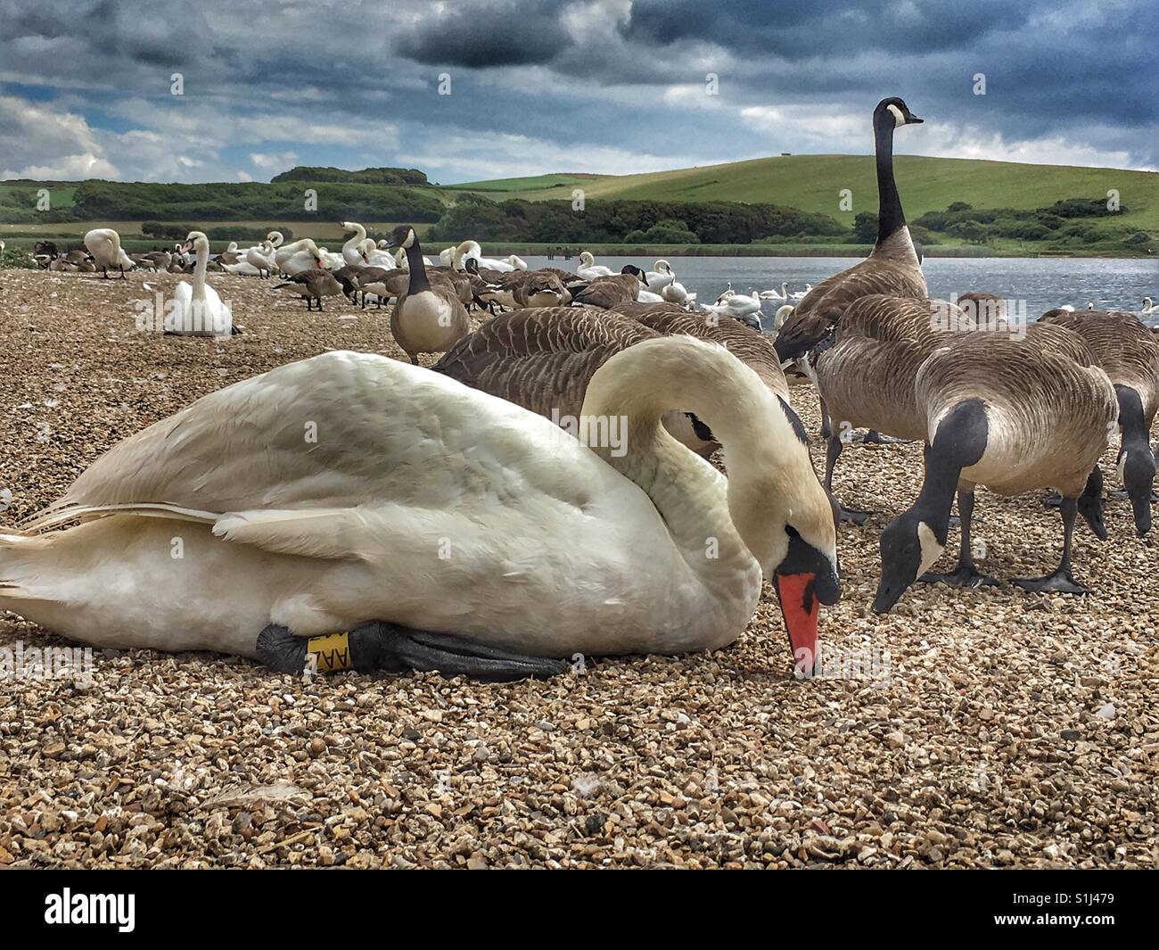 Swans and Canada Geese, Abbotsbury Swannery, Dorset, England - Smartphone Captured Stock Image