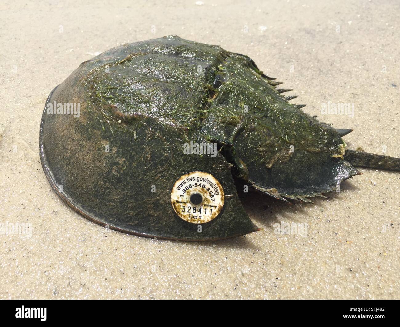 A horseshoe crab with a tracking tag from the Fisheries and Wildlife Service, found on Morris Island (Mononoy) beach near Chatham, Massachusetts on July 2, 2017. - Smartphone Captured Stock Image