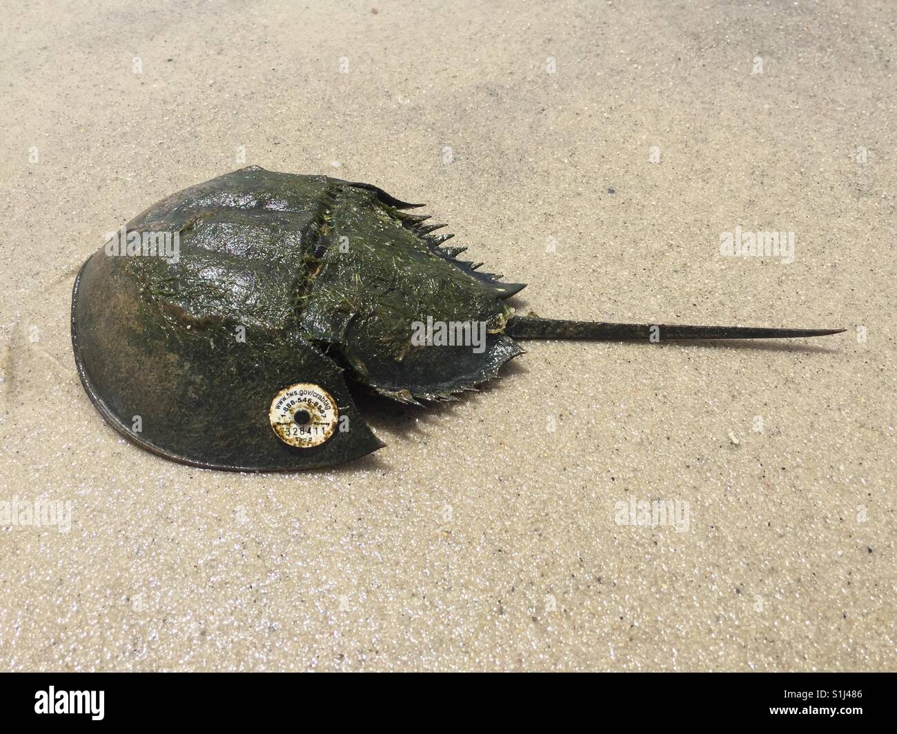 A horseshoe crab with a tracking tag from the Fisheries and Wildlife Service, found on Morris Island (Mononoy) beach near Chatham, Massachusetts on July 2, 2017. - Smartphone Captured Stock Image