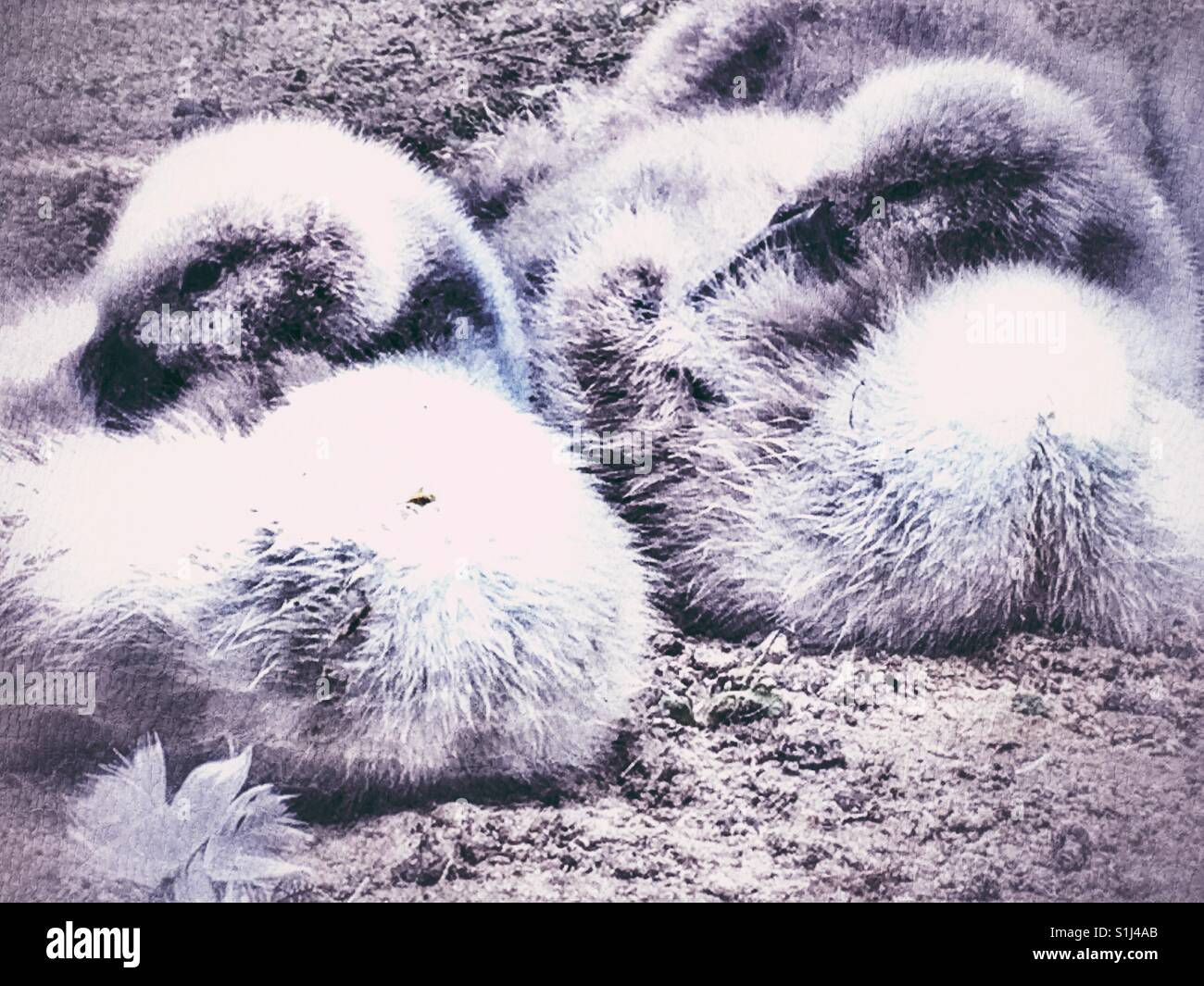 Mute swan cygnets - Smartphone Captured Stock Image