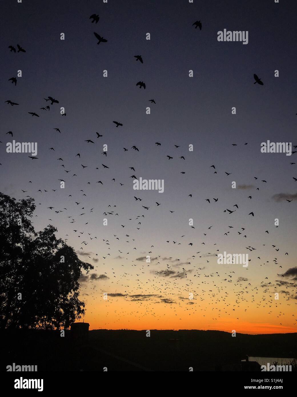 Sunset & bird silouettes Stock Photo