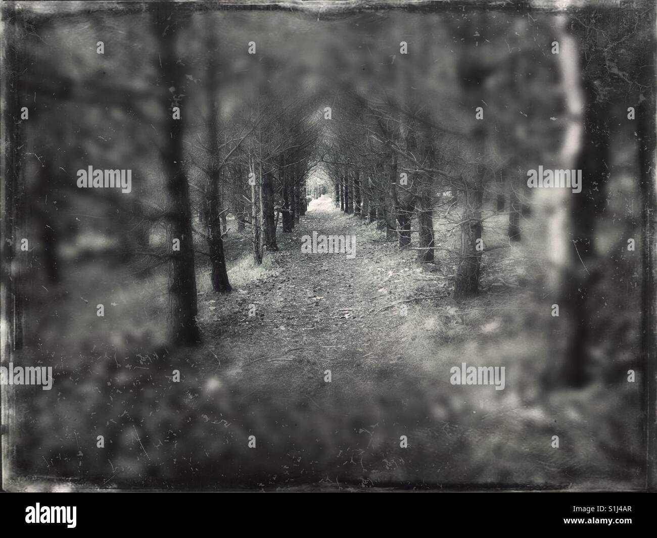 Eerie woodland trail - Black and white - Smartphone Captured Stock Image
